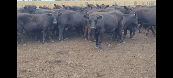 Lote 59 Novillitos en Villaguay, Entre Ríos