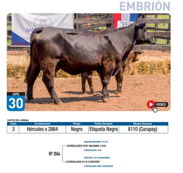 Lote Hércules x 2864