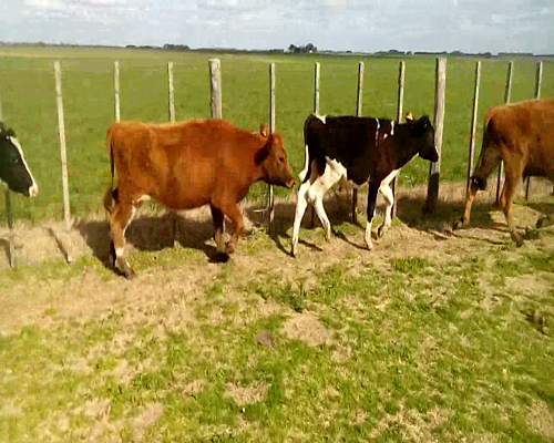 Lote 7 Novillos en Soriano