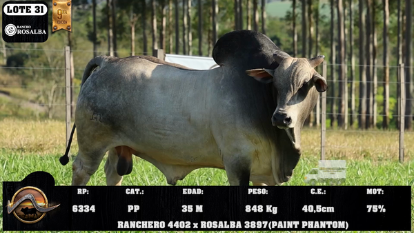 Lote LOTE 31