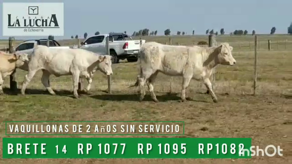 Lote VAQUILLONAS PI  DE 2 AÑOS SIN SERVICIO