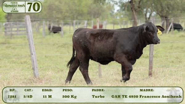 Lote LOTE 70