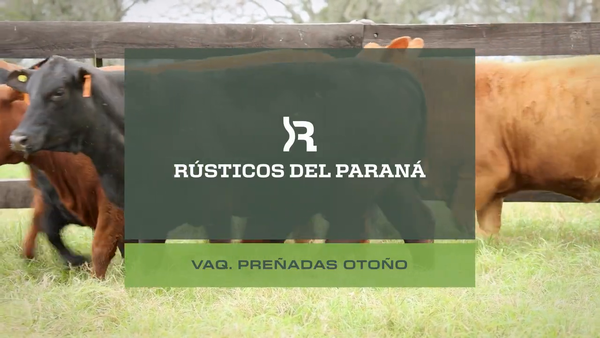 Lote VAQUILLONAS PREÑADAS
