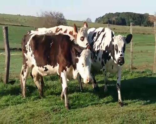 Lote 3 Vacas de Invernada NO 470kg - , Colonia