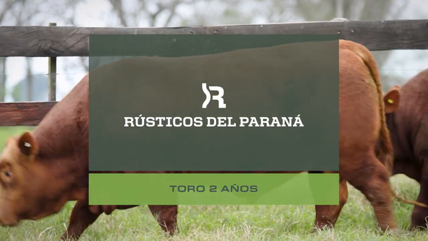 Lote Toros