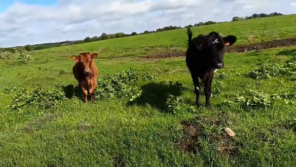 Lote 2 Piezas de cría, San José