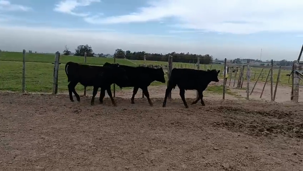 Lote 3 Novillos, San José