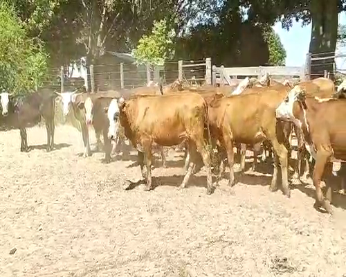 Lote 76 Novillos en Esquina, Corrientes