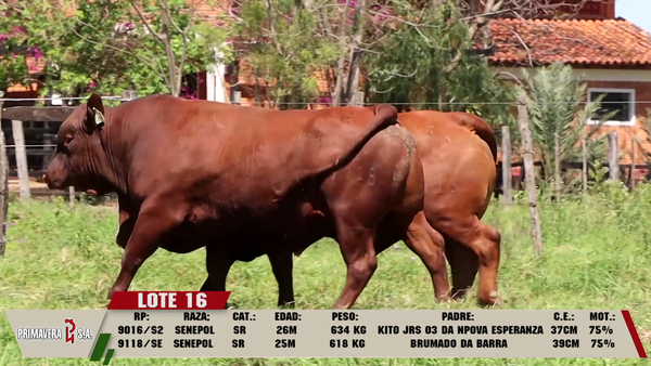 Lote LOTE 16