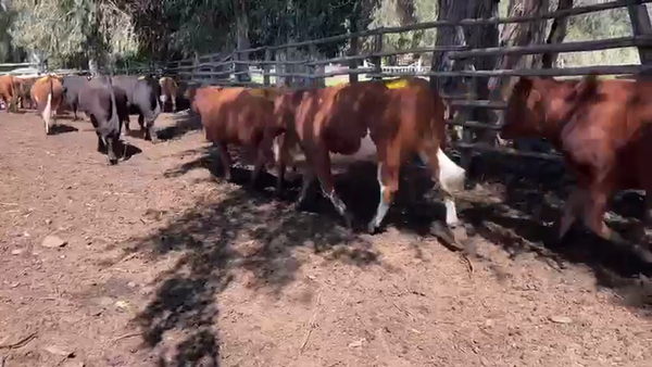 Lote 50 Novillo Engorda en Melipilla, Región Metropolitana