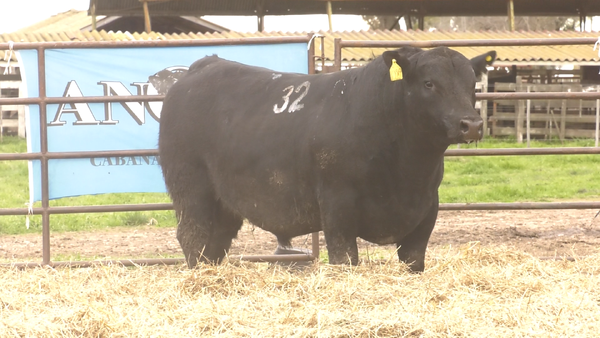 Lote TOROS ANGUS NEGROS  PC
