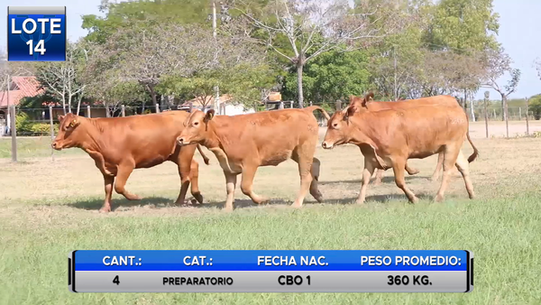 Lote VAQUILLAS BRANGUS PREÑADAS -LOTE 14