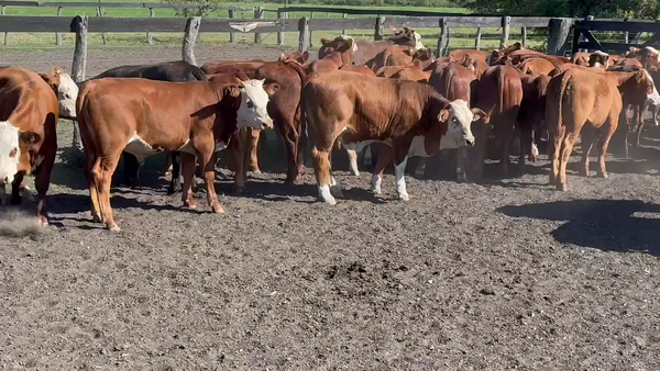 Lote 50 Terneros/as en Durazno, Entre Ríos