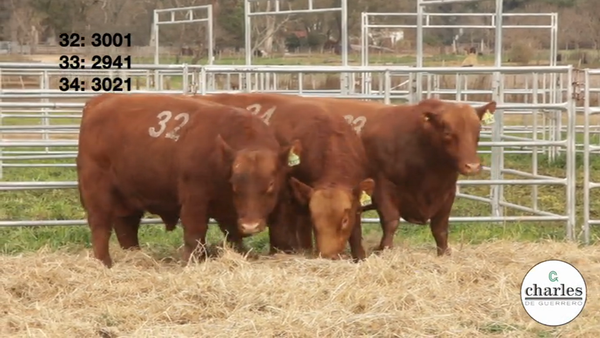 Lote TOROS PUROS CONTROLADOS