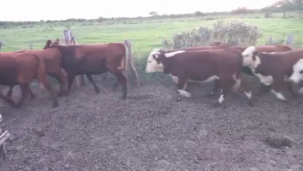 Lote 36 Vaquillonas C/ gtia de preñez