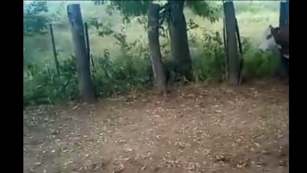 Lote 32 Vacas de invernar en Chaco, Resistencia