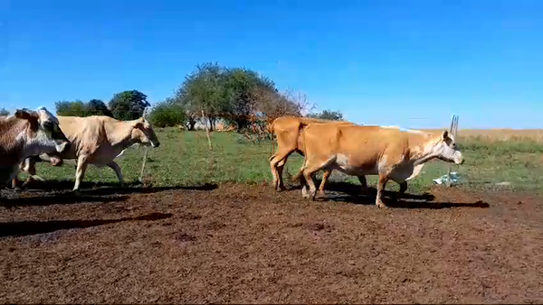 Lote 35 Vacas de invernar