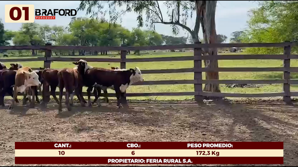 Lote LOTE 1 - HEMBRAS TIPO BRAFORD