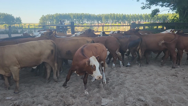 Lote 27 Vaquillonas en Esquina, Corrientes