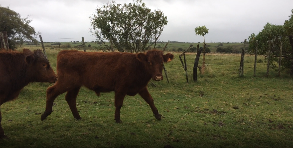 Lote 12 Novillos en Colonia