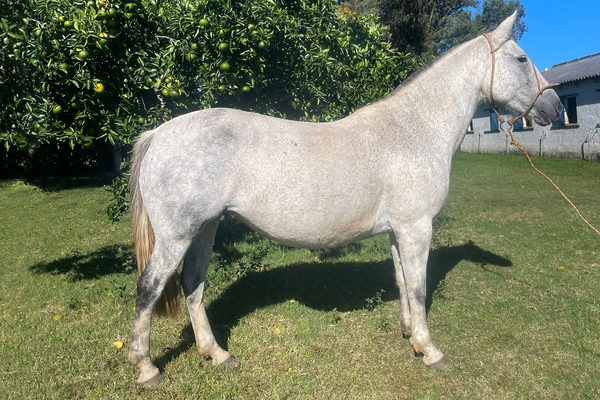 Lote AFAMADA DE LOS CARDOS