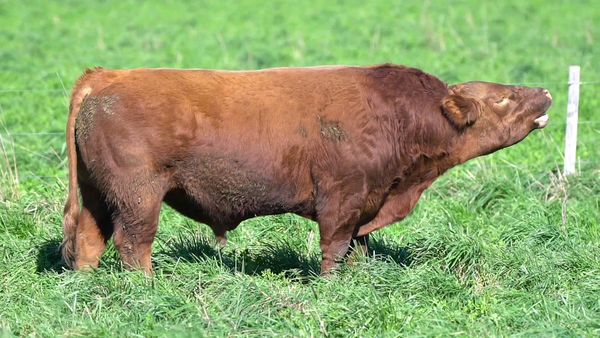 Lote TORO