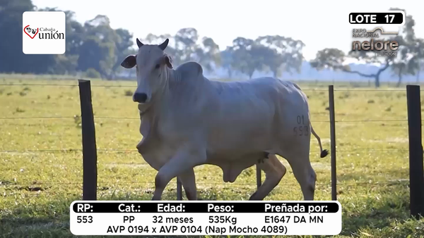 Lote Nacional Nelore Campo - Lote 17
