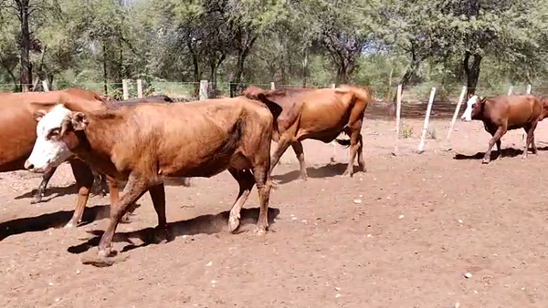 Lote 46 Vacas de invernar en Monte Quemado, Santiago del Estero