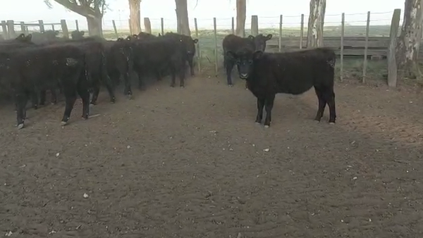 Lote 124 Terneras en Puán, Buenos Aires