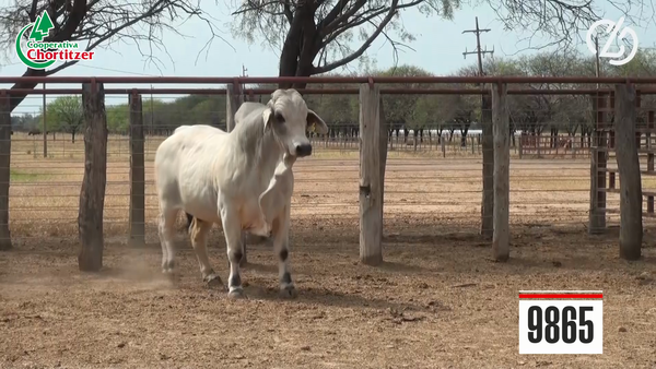 Lote Brahman