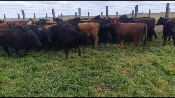 Lote 50 Vaquillonas