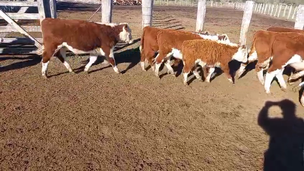 Lote 55 Terneros
