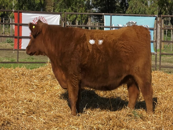 Lote VAQUILLONAS ANGUS  PP