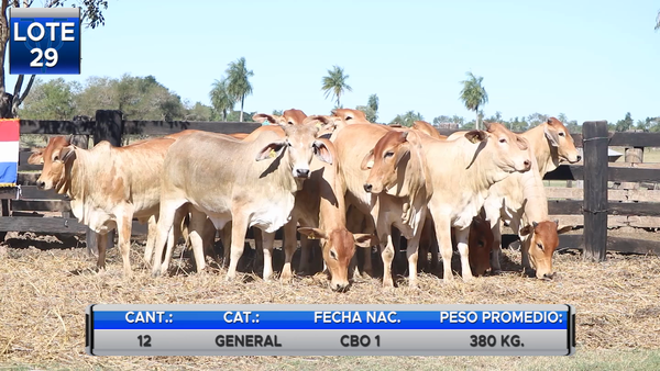 Lote VAQUILLAS BRAHMAN PREÑADAS  -LOTE 29
