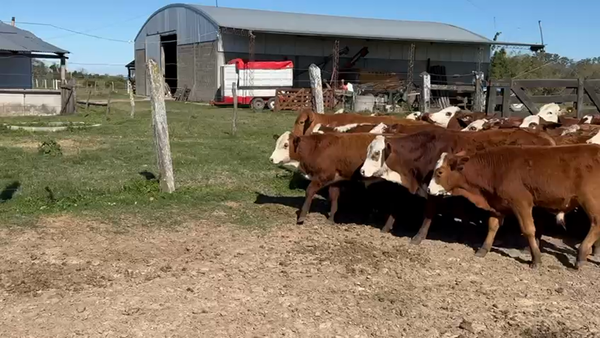 Lote 120 Terneros/as