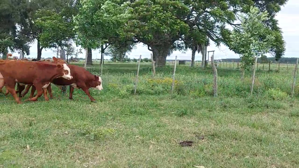 Lote 47 Terneros