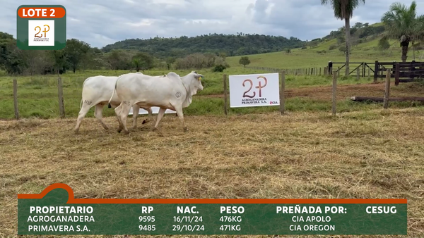 Lote 2P PRIMAVERA