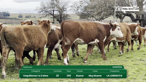 Lote 25 Vaquillonas 1 a 2 años 330kg - , Lavalleja