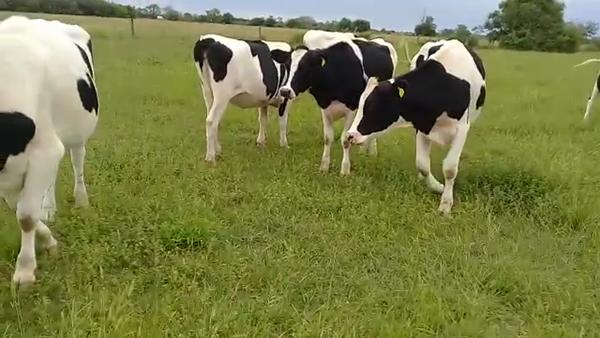 Lote Vaquillonas Para Entorar - Griselda Doning