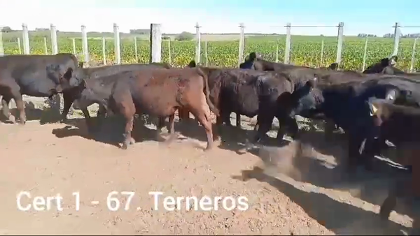 Lote TERNEROS