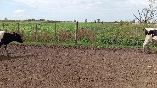 Lote 19 Novillo Holando