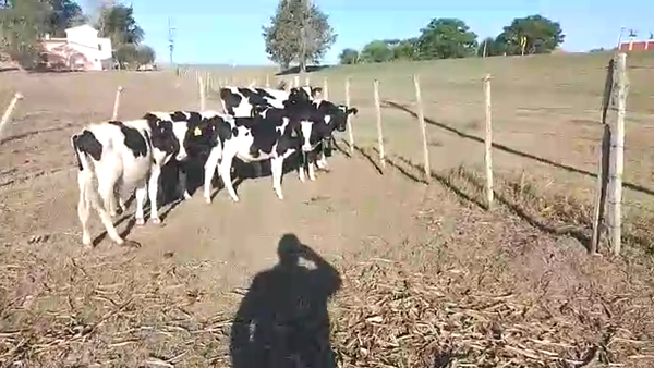 Lote 8 Terneros Holando