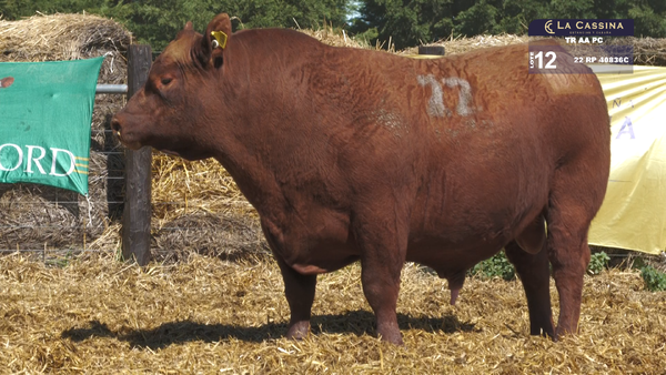 22 40836C — TOROS ANGUS PURO CONTROLADO