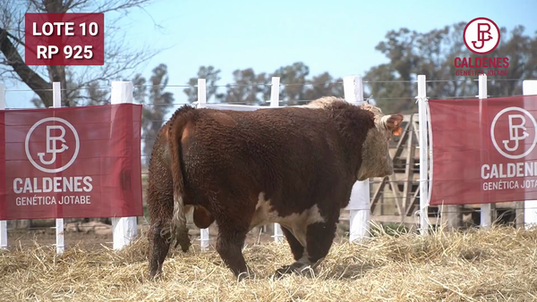 Lote Toro PR