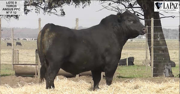 Lote TOROS PUROS POR CRUZA