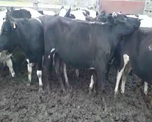 Lote 21 Novillos HOLANDO 280kg - , San José