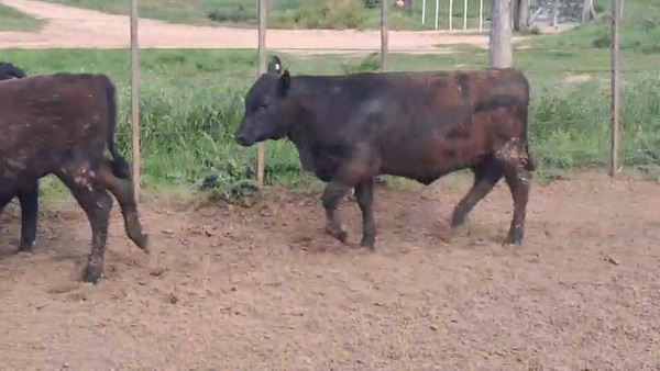 Lote 78 Terneros/as en La Cesira, Córdoba