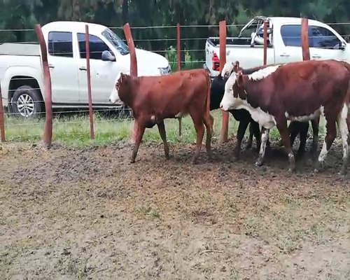 Lote 70 Terneros/as en Federal, Entre Ríos