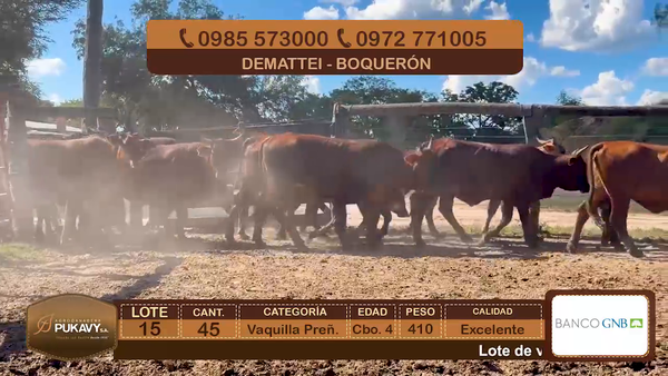 Lote Vaquillas Preñadas