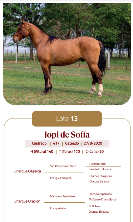 Lote LOTE 13